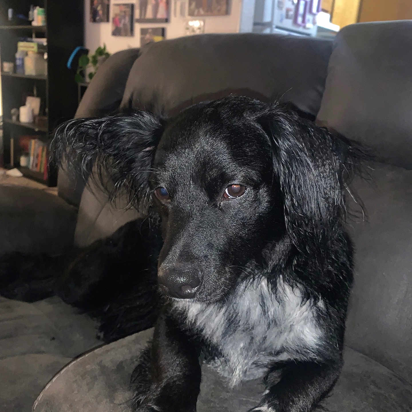 Journey is registered to the contest to win money with this photo: dog, black_dog, pet, couch, indoor, living_room, furniture, ears, white_patches, sitting, relaxed, animal, mammal, household, portrait, companion, domestic_animal, fur, canine, home