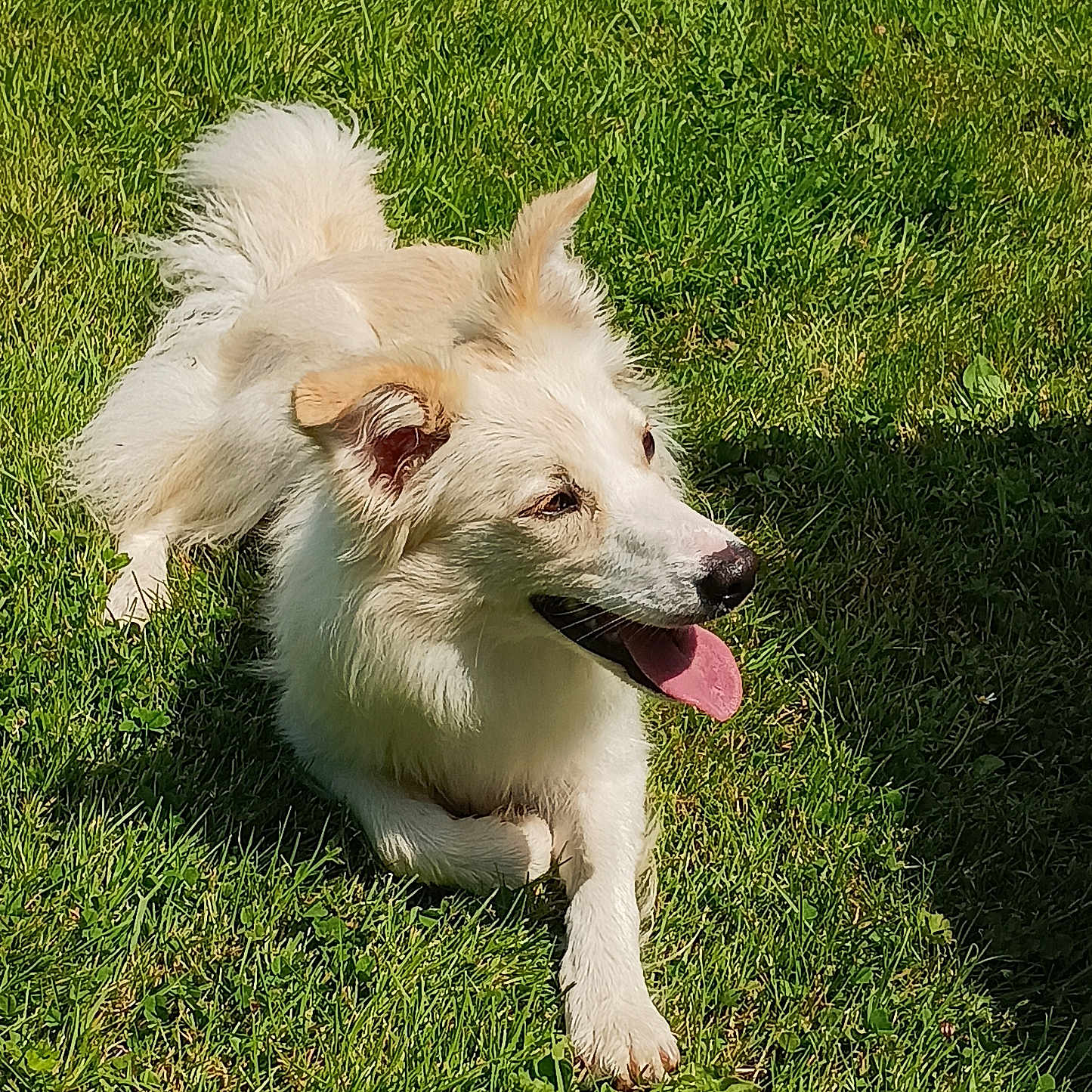 Laly participe au concours pour gagner de l'argent avec cette photo : accessories, animal, canine, collie, dog, eskimodog, grass, husky, lawn, pet, plant, strap, terrier, whitedog