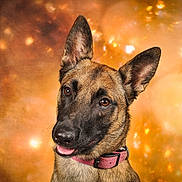 Samantha a rejoint le concours — aidez-le/la à gagner de superbes lots ! alert, animal, background, bokeh, brown, canine, closeup, collar, cute, dog, domestic, ears, expression, friendly, fur, muzzle, pet, portrait, studio, tongue