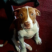 Tucker joined the competition — help win amazing prizes! animal, black_shoes, brown_and_white, canine, carpet, chair, cute, dog, domestic_animal, ears, floor, front_paws, indoor, looking_up, pet, puppy, red_carpet, sitting, white_paws, young_dog