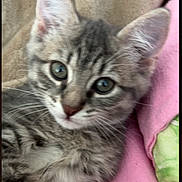 Milo joined the competition — help win amazing prizes! cat, kitten, gray_tabby, close_up, pet, animal, feline, whiskers, ears, green_eyes, soft_blanket, indoors, cute, young, fur, sleeping_area, relaxed, curious, small, domestic_animal