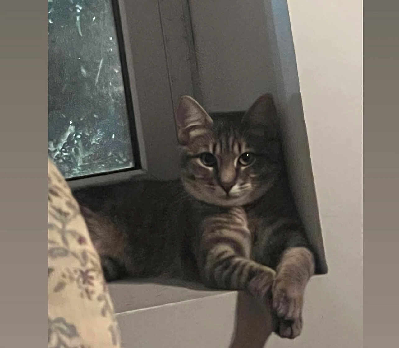 Milo joined the competition — help win amazing prizes! cat, tabby, animal, pet, windowsill, indoor, feline, relaxed, crossed_paws, curious, looking, striped, ears, whiskers, shadow, window, glass, quiet, resting, domestic