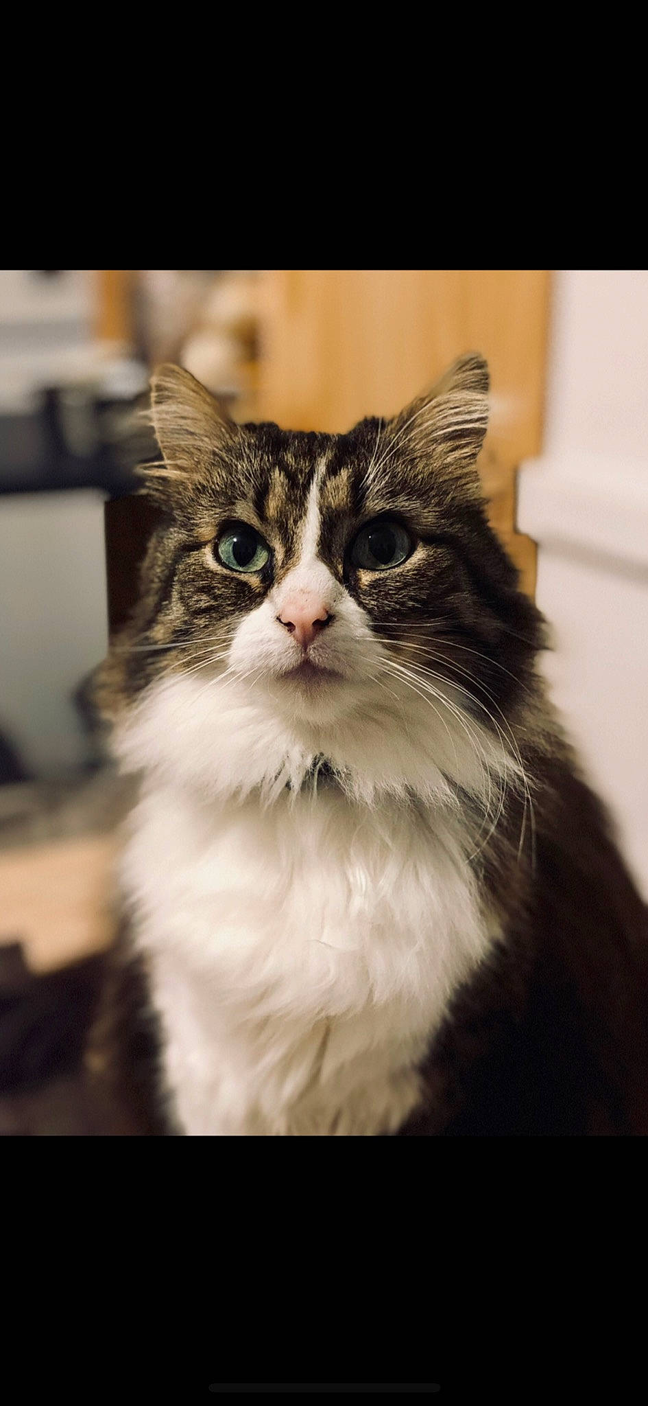 Dinah a rejoint le concours — aidez-le/la à gagner de superbes lots ! american_curl, asian_semi_longhair, british_semi_longhair, carnivore, cat, domestic_long_haired_cat, eye, felidae, fur, kitten, maine_coon, mammal, norwegian_forest_cat, ragamuffin, siberian, small_to_medium_sized_cats, snout, tabby_cat, vertebrate, whiskers