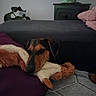 Bosco participe au concours pour gagner de l'argent avec cette photo : animal, black, brown, carpet, couch, cozy, dog, fur, furniture, green, home, indoor, living_room, pet, plant, purple, relaxed, resting, soft, stuffed_toy