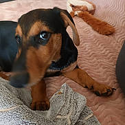 Bosco participe au concours pour gagner de l'argent avec cette photo : animal, black_and_brown_fur, blanket, close_up, cozy, curious_eyes, cute, dog, fur, gray_towel, indoor, orange_toy, paw, pet, pink_blanket, puppy, resting, soft_texture, towel, toy
