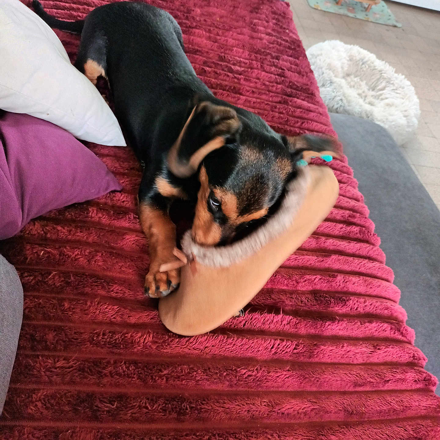 Bosco a rejoint le concours — aidez-le/la à gagner de superbes lots ! black_and_tan, chewing, couch, cozy, dog, domestic, floor, furniture, home, indoor, kitchen, paw, pet_bed, playful, puppy, red_blanket, resting, slipper, small_dog, toy
