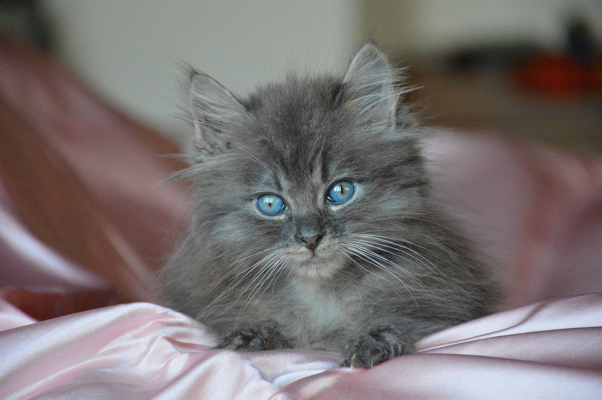 Fuzzy Babe joined the competition — help win amazing prizes! british_longhair, carnivore, cat, claw, comfort, electric_blue, eye, felidae, fur, hair, head, human_body, paw, sitting, small_to_medium_sized_cats, snout, terrestrial_animal, whiskers