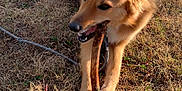 Blue a rejoint le concours — aidez-le/la à gagner de superbes lots ! dog, stick, grass, outdoor, sunlight, animal, pet, chewing, happy, playful, nature, fur, canine, leash, brown, tan, daytime, field, relaxed, closeup
