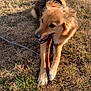 dog, stick, grass, outdoor, sunlight, animal, pet, chewing, happy, playful, nature, fur, canine, leash, brown, tan, daytime, field, relaxed, closeup