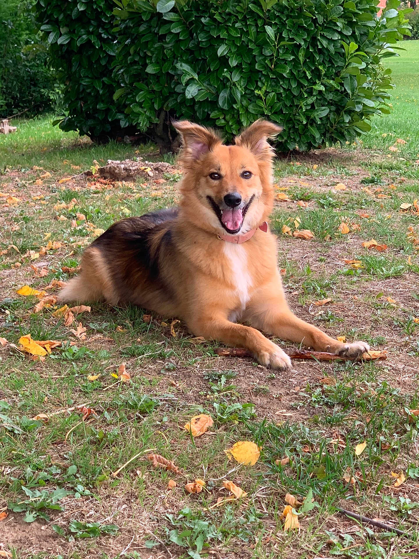 Blue participe au concours pour gagner de l'argent avec cette photo : dog, canine, outdoor, grass, stick, leaves, bush, happy, pet, animal, nature, smiling, fur, collar, lying_down, autumn, greenery, playful, tongue_out, ears_up