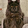 cat, black_cat, fluffy, amber_eyes, pet, animal, feline, sitting, chair, indoor, portrait, fur, ears, whiskers, cute, domestic_cat, looking, closeup, cozy, majestic