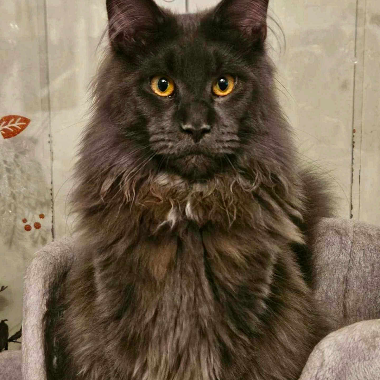 Wylls a rejoint le concours — aidez-le/la à gagner de superbes lots ! amber_eyes, animal, black_cat, cat, chair, closeup, cozy, cute, domestic_cat, ears, feline, fluffy, fur, indoor, looking, majestic, pet, portrait, sitting, whiskers