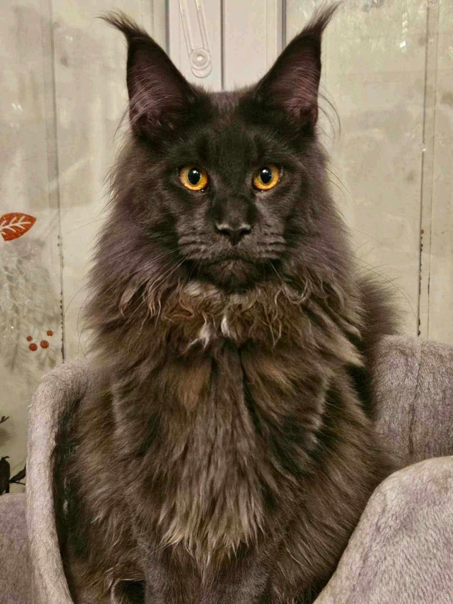 Wylls a rejoint le concours — aidez-le/la à gagner de superbes lots ! cat, black_cat, fluffy, amber_eyes, pet, animal, feline, sitting, chair, indoor, portrait, fur, ears, whiskers, cute, domestic_cat, looking, closeup, cozy, majestic