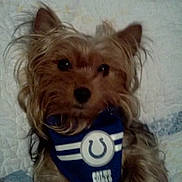 Carter Marie joined the competition — help win amazing prizes! dog, yorkshire_terrier, small_dog, pet, canine, long_hair, brown_fur, portrait, centered, sitting, lying_down, blue_jersey, sports_apparel, colts, team_logo, indoors, bed, bedding, close_up, photograph