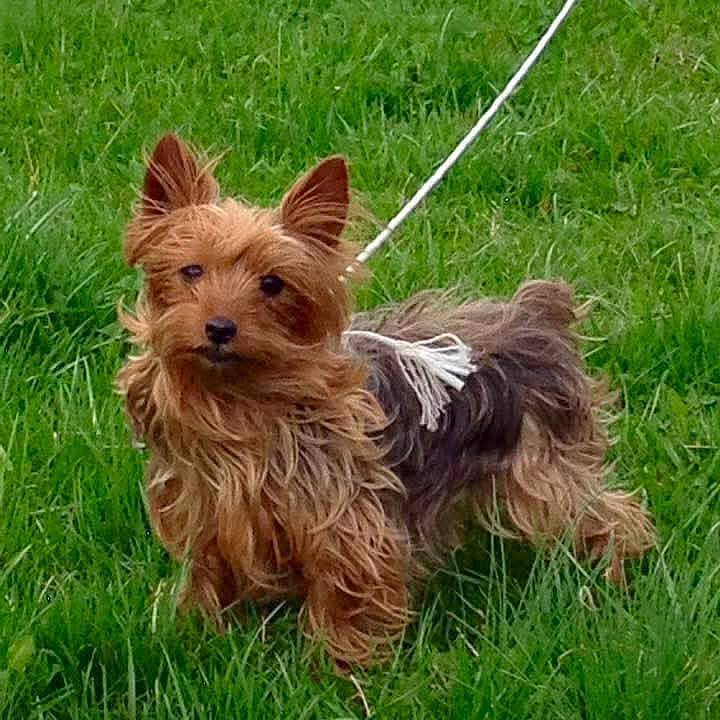 Carter Marie joined the competition — help win amazing prizes! dog, yorkshire_terrier, small_dog, grass, outdoor, leash, standing, long_hair, brown_fur, black_fur, pointed_ears, pet, animal, portrait, front_facing, park, greenery, smartphone_screenshot, social_media, daytime