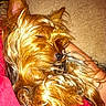 Carter Marie is registered to the contest to win money with this photo: dog, small_dog, sleeping, resting, fluffy, long_hair, golden_fur, pet, lap, couch, blanket, indoor, home, cozy, close_up, portrait, flash_photography, brown, red_blanket, relaxed