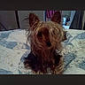 Carter Marie joined the competition — help win amazing prizes! dog, small_dog, long_hair, brown_fur, sitting, bed, bedspread, bedroom, indoor, pet, animal, portrait, front_view, floppy_hair, upright_ears, dark_fur, home, bedding, photograph, phone_screenshot