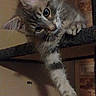 kitten, cat, pet, feline, tabby, gray_fur, white_fur, blue_eyes, whiskers, paw, climbing, cat_tree, hanging, indoors, home, portrait, closeup, cute, sleepy, phone_screenshot