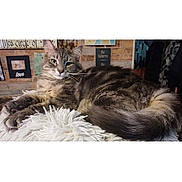 Oliver joined the competition — help win amazing prizes! cat, fluffy_cat, gray_cat, longhaired_cat, pet, animal, feline, lying_down, lounging, tail, fur, whiskers, ears, portrait, indoor, home, blanket, wall_decor, cozy, phone_screenshot