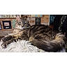 cat, fluffy_cat, gray_cat, longhaired_cat, pet, animal, feline, lying_down, lounging, tail, fur, whiskers, ears, portrait, indoor, home, blanket, wall_decor, cozy, phone_screenshot