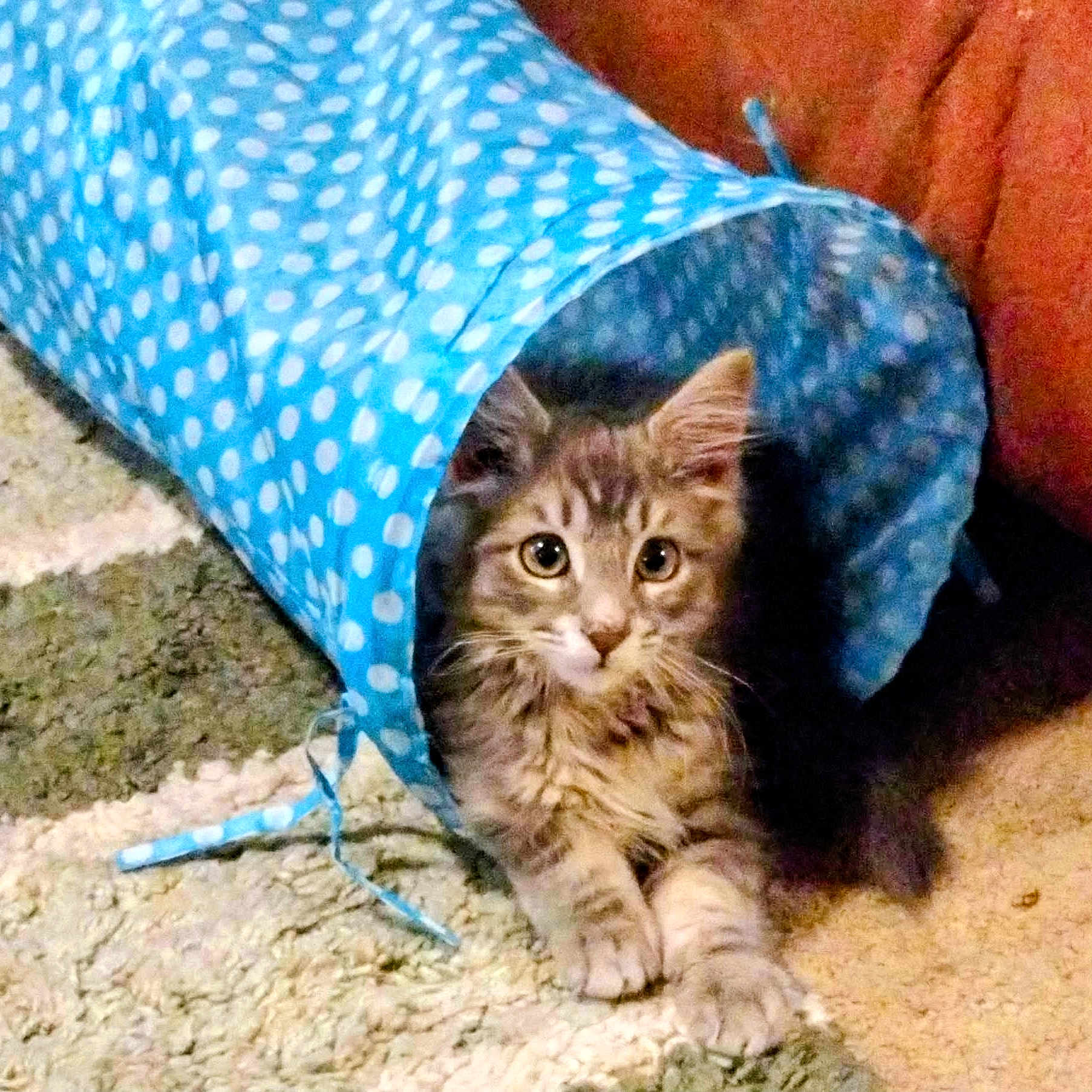 Oliver