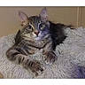 cat, tabby_cat, fluffy, gray_fur, longhair, pet, animal, whiskers, ears, eyes, nose, paws, lying_down, relaxed, blanket, furry_blanket, indoor, portrait, phone_screenshot, gallery_interface