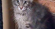 Oliver is registered to the contest to win money with this photo: cat, kitten, gray_fur, fluffy, long_hair, blue_eyes, sitting, indoors, brick_wall, portrait, pet, animal, whiskers, ears, paws, tail, cute, alert, photograph, smartphone_screenshot