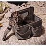 cat, kitten, tabby, fluffy, furry, pet, animal, sleeping, relaxed, sitting, organizer, storage_bag, fabric, bed, bedspread, bedroom, home, cozy, indoor, phone_screenshot