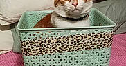 Leland joined the competition — help win amazing prizes! cat, orange_cat, white_cat, pet, animal, feline, portrait, sitting, basket, laundry_basket, bedroom, bed, pillow, blanket, pink, striped, indoors, collar, wide_eyes, cute