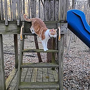 Leland joined the competition — help win amazing prizes! cat, orange_cat, white_cat, animal, pet, outdoor, playground, wooden_structure, slide, climbing_frame, balancing, standing, forest, woods, trees, winter, fallen_leaves, nature, backyard, adventure