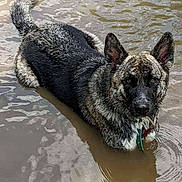 Jupiter is registered to the contest to win money with this photo: animal, animal_portrait, brindle_coat, calm, canine, close_up, collar, dog, ears_up, looking_at_camera, muddy_water, muzzle, nature, outdoor, pet, ripples, serene, texture, water, wet_fur