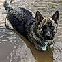 animal, animal_portrait, brindle_coat, calm, canine, close_up, collar, dog, ears_up, looking_at_camera, muddy_water, muzzle, nature, outdoor, pet, ripples, serene, texture, water, wet_fur