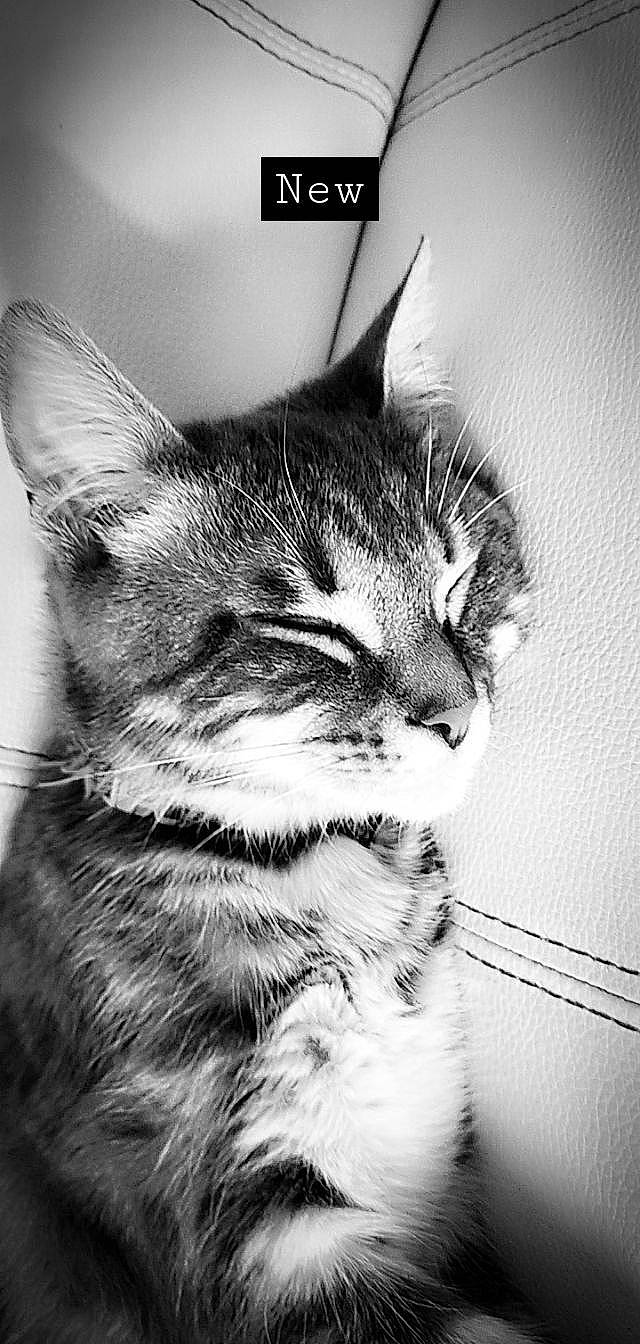 Arow participe au concours pour gagner de l'argent avec cette photo : black_and_white, carnivore, cat, domestic_short_haired_cat, ear, eye, felidae, fur, head, human_body, iris, leg, monochrome, monochrome_photography, nose, small_to_medium_sized_cats, snout, style, whiskers, window