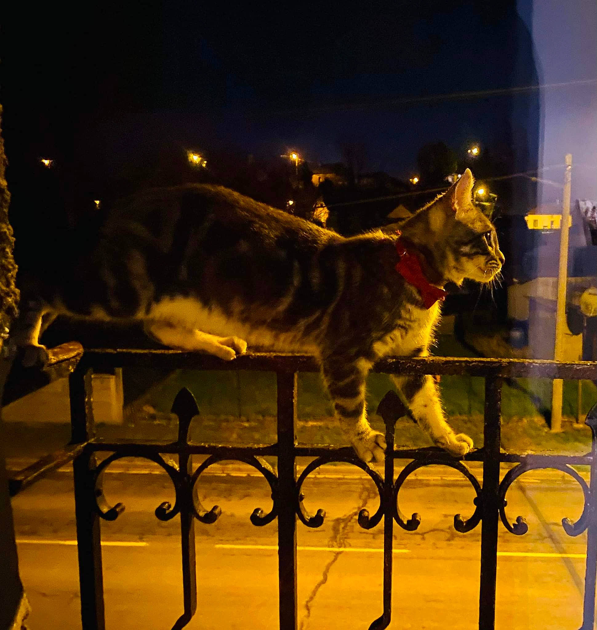 Arow a rejoint le concours — aidez-le/la à gagner de superbes lots ! canidae, carnivore, darkness, dog, dog_breed, electricity, fawn, felidae, fence, light_fixture, metal, midnight, night, small_to_medium_sized_cats, snout, sporting_group, street_light, tail, terrestrial_animal, working_animal