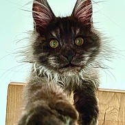 Willow participe au concours pour gagner de l'argent avec cette photo : abyssinian, angora, animal, brasssection, cat, face, furniture, hardwood, head, horn, indoors, kitten, manx, musicalinstrument, pet, plywood, siamese, snout, stainedwood, wood