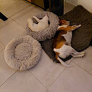 Popoy a rejoint le concours — aidez-le/la à gagner de superbes lots ! animal, cabinet, cat, companion, cozy, cute, dog, domestic, floor_tile, furniture, furry_bed, home, indoor, pet_bed, quiet, relaxation, resting, sleeping, tricolor_dog, white_cat