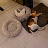 animal, cabinet, cat, companion, cozy, cute, dog, domestic, floor_tile, furniture, furry_bed, home, indoor, pet_bed, quiet, relaxation, resting, sleeping, tricolor_dog, white_cat