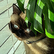 Yoshi is registered to the contest to win money with this photo: cat, siamese_cat, pet, animal, leaf, plant, window_blind, sunlight, shadow, close_up, indoor, curious, blue_eyes, fur, whiskers, collar, green, nature, hiding, portrait