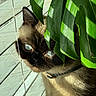 cat, siamese_cat, pet, animal, leaf, plant, window_blind, sunlight, shadow, close_up, indoor, curious, blue_eyes, fur, whiskers, collar, green, nature, hiding, portrait