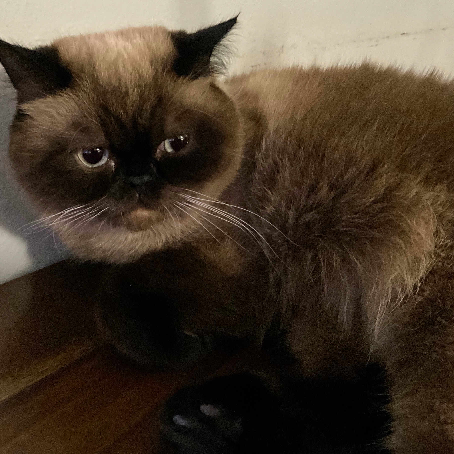 Yoshi joined the competition — help win amazing prizes! cat, brown_cat, fluffy, whiskers, ears, wooden_surface, pet, animal, indoor, feline, closeup, face, fur, cute, domestic_animal, resting, looking, portrait, eyes, mammal