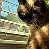 Yoshi joined the competition — help win amazing prizes! cat, window, sunlight, blinds, indoor, feline, whiskers, blue_eyes, fur, shadow, closeup, pet, animal, curious, domestic, face, reflection, daylight, resting, cute