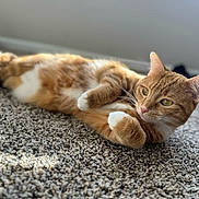 Tiger is registered to the contest to win money with this photo: cat, ginger_cat, white_paws, carpet, indoor, relaxed, lying_down, pet, feline, soft_light, whiskers, ears, green_eyes, closeup, fur, domestic_cat, animal, cozy, resting, cute