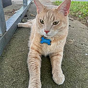 Simon joined the competition — help win amazing prizes! cat, beige_cat, outdoor, concrete, lying_down, pet, animal, collar, name_tag, relaxed, paws, greenery, street, car, daylight, whiskers, ears, fur, closeup, sidewalk