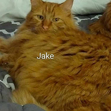 Jake