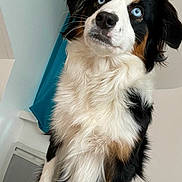 Vaya participe au concours pour gagner de l'argent avec cette photo : animal, appenzeller, bodypart, canine, cockerspaniel, collie, doctor, dog, hound, husky, mouth, papillon, person, pet, puppy, saintbernard, snout