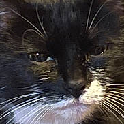 Socks joined the competition — help win amazing prizes! abyssinian, animal, blackcat, brasssection, cat, horn, kitten, manx, musicalinstrument, pet, snout