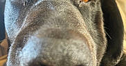 Repo is registered to the contest to win money with this photo: amber_eyes, animal, black_dog, canine, close_up, closeup, curious, dog, domestic_animal, ears, expression, face, fur, indoor, muzzle, nose, pet, portrait, snout, whiskers