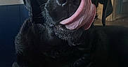 Repo joined the competition — help win amazing prizes! animal, black_dog, canine, close_up, companion, cute, dog, domestic_animal, expression, eyes, fur, house, indoor, laying_down, licking, mammal, nose, pet, portrait, tongue