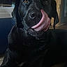Repo joined the competition — help win amazing prizes! animal, black_dog, canine, close_up, companion, cute, dog, domestic_animal, expression, eyes, fur, house, indoor, laying_down, licking, mammal, nose, pet, portrait, tongue