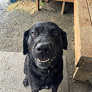 Repo joined the competition — help win amazing prizes! dog, black_dog, wet_dog, smiling_dog, pet, animal, canine, outdoor, bench, wooden_bench, concrete, gravel, close_up, looking_up, playful, friendly, fur, ears, nose, teeth
